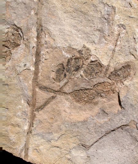 Glyptostrobus 