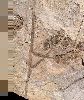 Glyptostrobus (Chinese moerascypres)