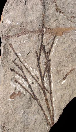 Glyptostrobus