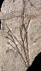 Glyptostrobus (Chinese moerascypres)