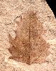 Platanus (plataan)