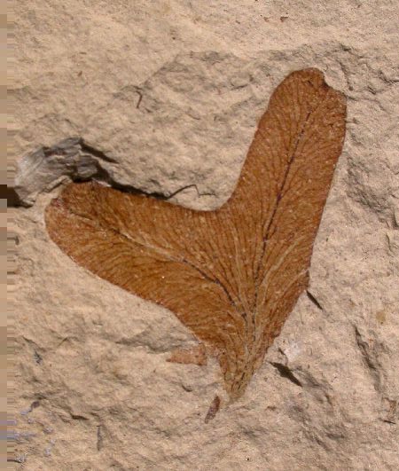 Lygodium gaudani (klimvaren)