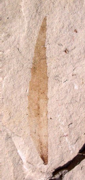 Baccharites aquensis