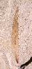 Lomatites aquensis