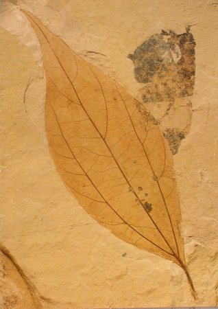 Kaneelblad