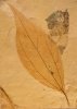 Cinnamomum polymorpha