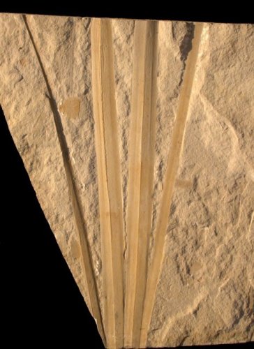 Flabellaria (palm)