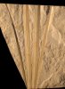 Flabellaria (palm)