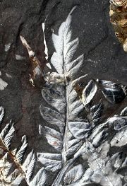 Mariopteris muricata