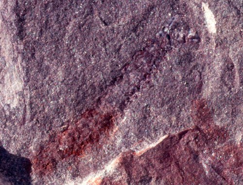Archidesmus macnicoli