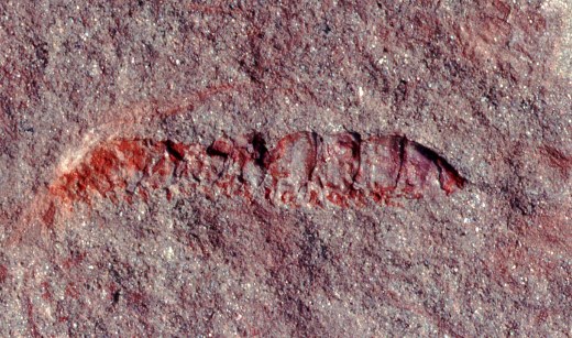 Kampecaris forfarensis
