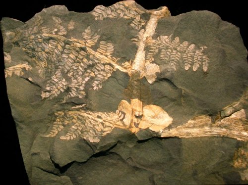 Neuropteris attenuata met Cyclopteris
