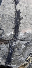 Drepanophycus
