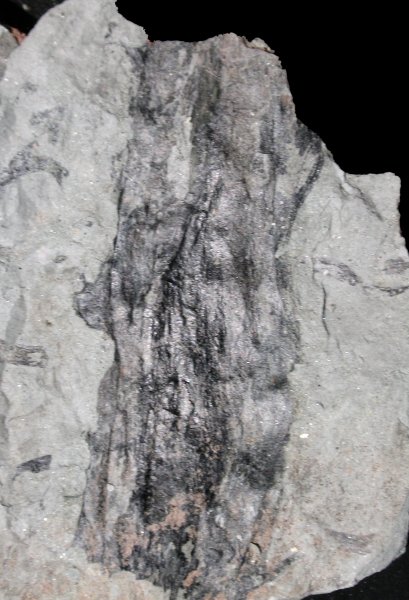 Drepanophycus spinaeformis