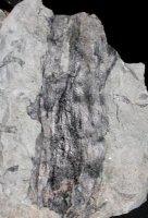 Drepanophycus