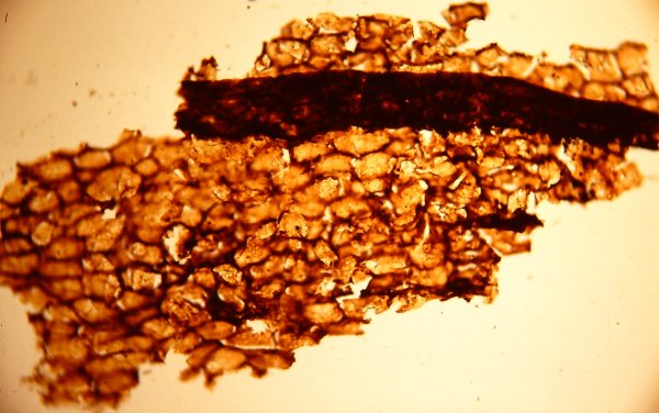 Cuticula van Drepanophycus spinaeformis