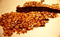 Cuticula van Drepanophycus