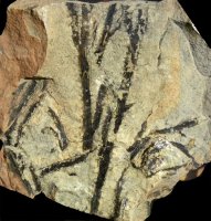 Sawdonia ornata