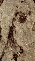 Krul van Sawdonia ornata