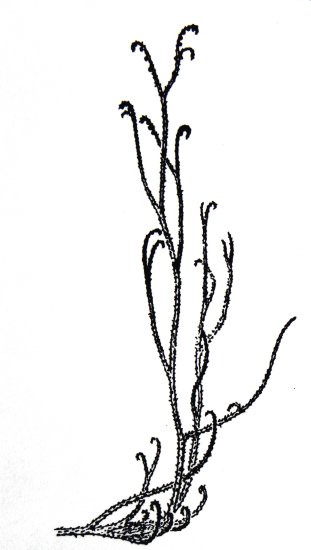 Sawdonia ornata: reconstructie