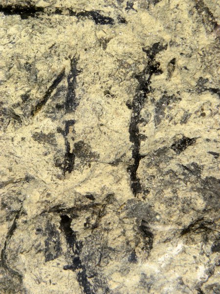 Sporenaar van Sawdonia ornata
