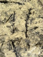 Sporangia van Sawdonia