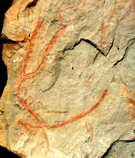 Sporenaar van Zosterophyllum