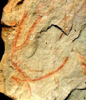 Zosterophyllum