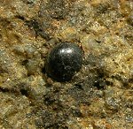 Pachytheca