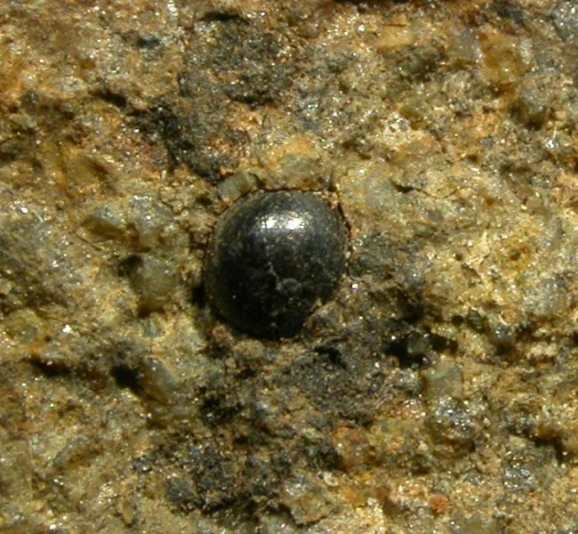 Pachytheca