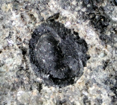 Pachytheca
