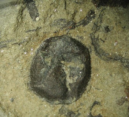 Pachytheca