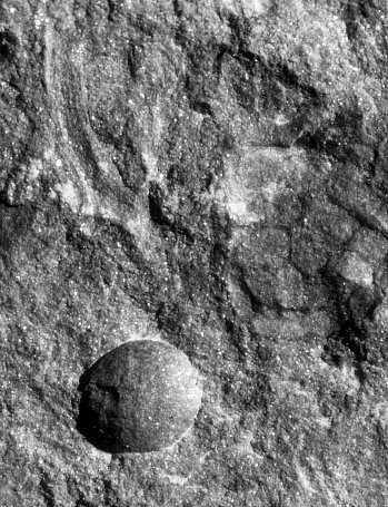 Pachytheca