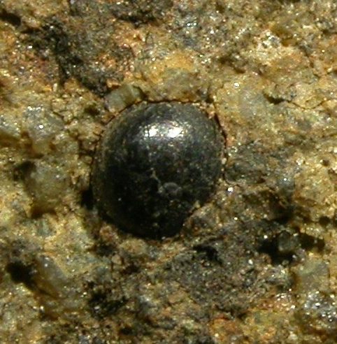 Pachytheca