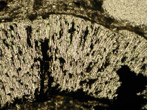 Pachytheca