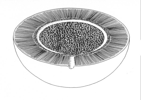 Reconstructie van Pachytheca