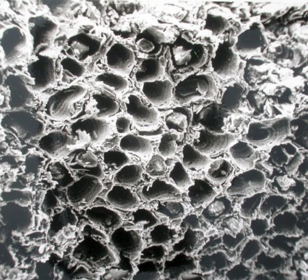 SEM-foto Pachytheca