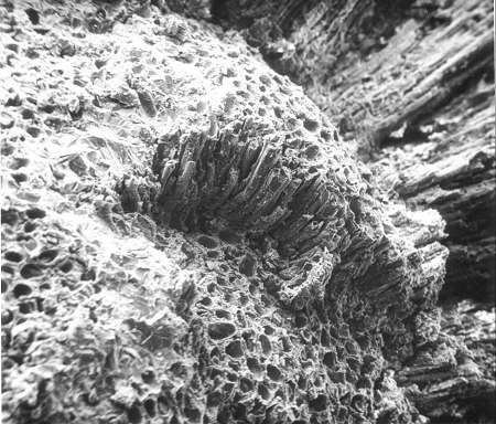 SEM-foto Pachytheca