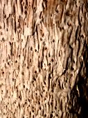 Palmoxylon