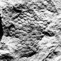 Parka decipiens