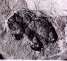 Parka decipiens