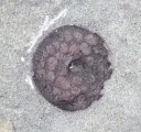 Parka decipiens
