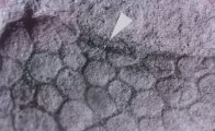 Parka decipiens