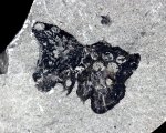 Parka decipiens