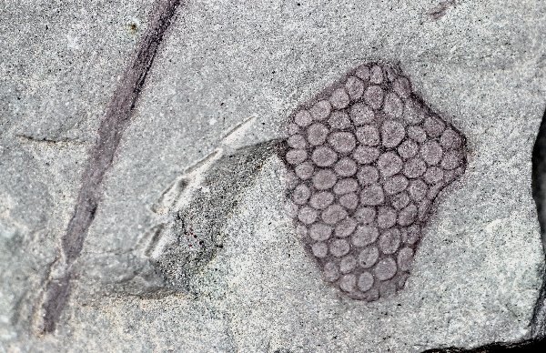 Parka met Zosterophyllum