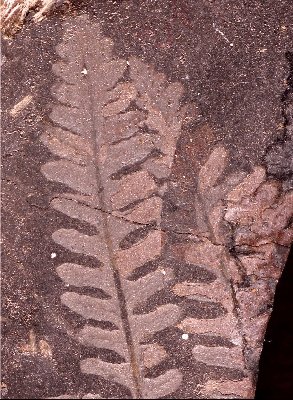 Alethopteris grandinii