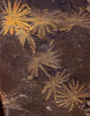 Annularia radiata