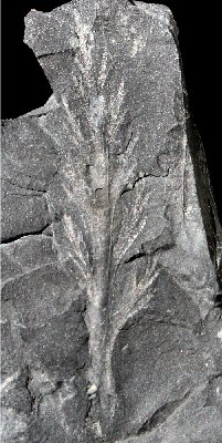 Aphlebia