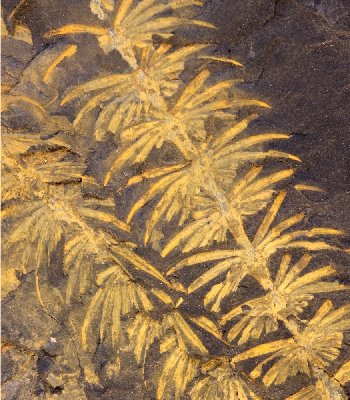 Asterophyllites equisetiformis