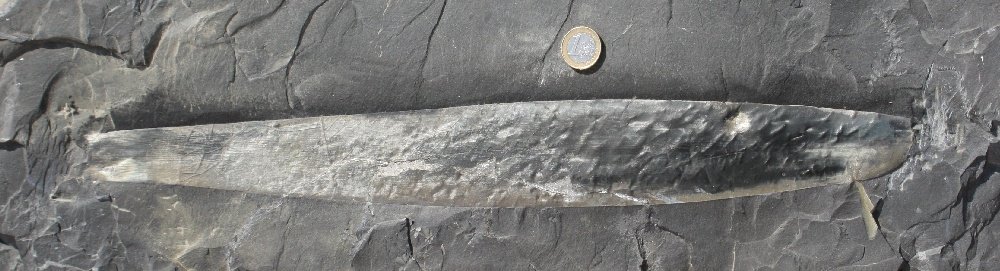 Cordaites